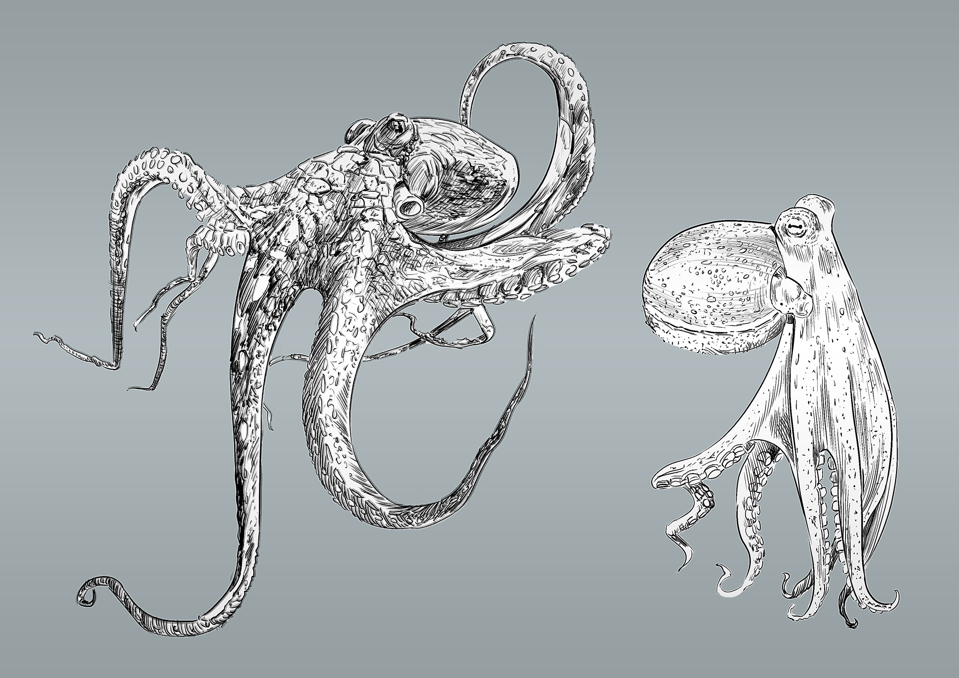 Organic07-Octopus-D02-A Organic07-Octopus-D02-A